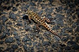 Gold, black and white patterned lizard on a bed of rocks forming a patterns. Patterns. Apophenia. Mental Health. Lizard