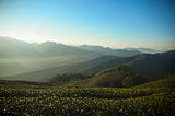 Green mountains lined with rows of tea plants and covered in a slight haze of fog, underneath bright blue skies.