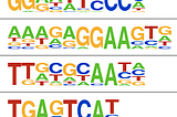 HOMER Motif Enrichment Analysis in SciDAP