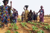 En Mauritanie, des agriculteurs et éleveurs plus résilients face aux chocs climatiques