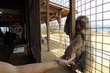 A Japanese macaque monkey grabbing food from a human hand