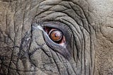 the single large brown eye of an elephant stares into our eyes