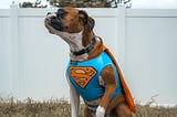 Cut English Bulldog wearing a Superman costume with a cape