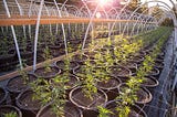Building Worker Co-ops in the Cannabis Industry