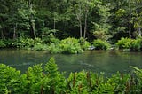 Wildlife That Loves Royal Fern