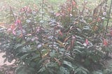 A close up of a green and red fire bush with melting snow on the leaves.