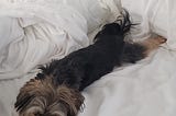 A cute 6 pound dog sprawled out in the center of his mom’s bed.