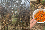 Lessons From the Late October Sungolds