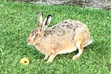 The Hare and The Apple