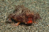 Unique Characteristics & Life Cycle of the Red-Lipped Batfish