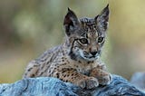 Clawing Back from Extinction