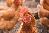 Committing to more humane chicken standards: Continuing our quality-driven mission