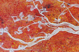 Gaza, gauze, artwork by Antonio Martorell