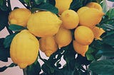 Lemons — The Superior Fruit — Well Worth Pissing O