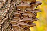 Photo Description: A mushroom cluster growing on a tree trunk with a yellow/green forest background. Photo by Volodymyr Tokar