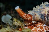 Venom of cone snail could lead to future diabetes treatments | Science Neighbour