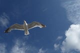 A Gull On A Hot Tin Roof