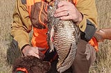 A smiling bird hunter accepts a retrieved prairie chicken during a successful hunt from a bird dog he trained himself.