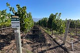 California’s Grape Mix-Up: Mourvèdre vs Graciano