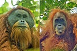 Adult Male and female orangutans