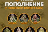 Крупное пополнение от Barney’s Farm