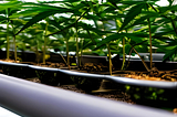 Intellectual Property (IP) Protection for Cannabis Plant Material