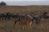 A group of wildebeest is grazing on the African savannah with an Elan, a few Zebras, and an Ostrich