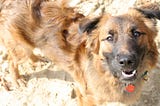 On Pet Loss: Pet Therapy Notes
