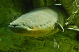 Electric Eels’ Shocking Ability To Alter The Genetics Of Nearby Animals