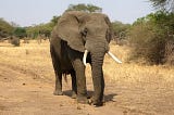 The Almighty and the Elephant