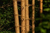 Magical light made for Magical scenes. A walk through “Blidworth Wood.” A walk like no other.