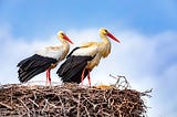 White Storks in Herzogenaurach