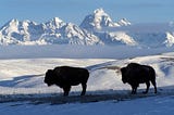 15 Facts About the American Bison