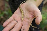 Foraging for Ginseng: Self-reliance and the Stories We Tell Ourselves