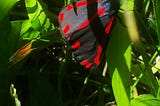 Red Butterfly Part 2 of 2