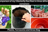 Comparison of my 3 Butterfly pea Plant in three different containers (Plastic, Terracotta and Grow Bag)