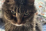 A tabby cat’s face showing a swollen abscess on the right cheek.