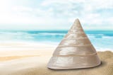 She Sells Seashells