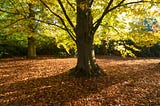 The American Beech Tree: A Majestic Icon