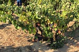 Is Evangelho CA’s Greatest Vineyard? Looking for Grand Cru in the New World