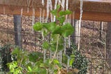 photo of icicles formed of of deck railing on planter box over ivy plant