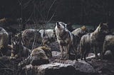 How to get power; the wolf pack.