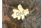 OAK