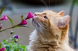 There is a yellow cat smelling purple flowers in the picture