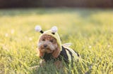 How to deal with a bee sting in a dog