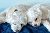Two white puppies lounging on the couch