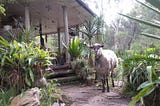 A photo taken on a tour of Pigface Point, a “simpler way” demonstration project in Australia that shows how people could live in more sustainable communities without relying on fossil fuels. The phote depicts a sheep standing next to the open porch of a house, surrounded by dense plants and trees.