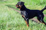 Social Media is like having a Rottweiler