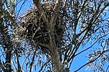 It’s nesting season for the Great Blue Herons!