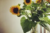 A vase of sunflowers in the afternoon light